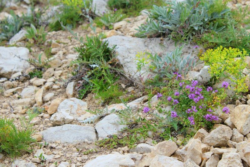 ملف:Участок каменистой степи.jpg