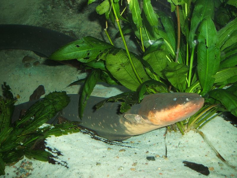 ملف:Electric-eel.jpg