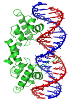 Lambda repressor 1LMB.png