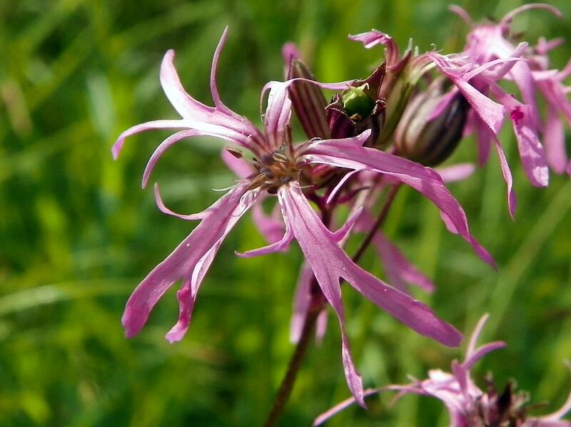 ملف:Ragged-robin (Silene flos-cuculi) (9247342696).jpg