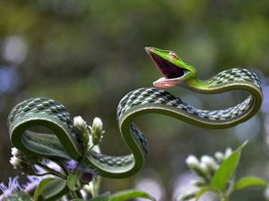 Stunning green vine snake.jpg