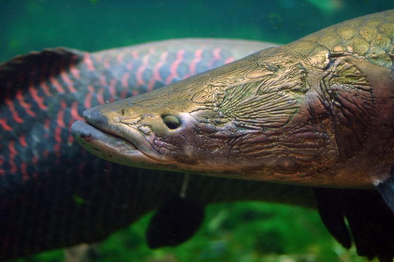 ملف:Arapaima close-up.jpg