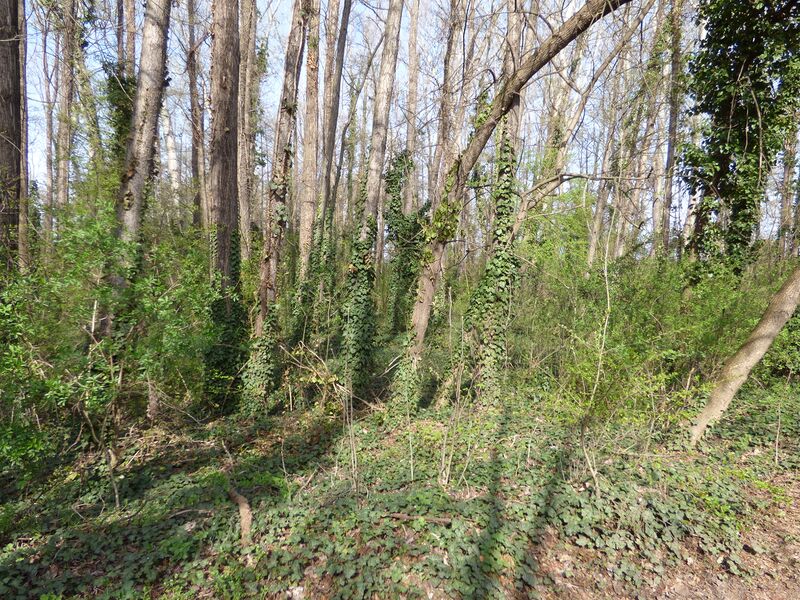 ملف:Galériaerdő Szigetszentmiklósnál.JPG