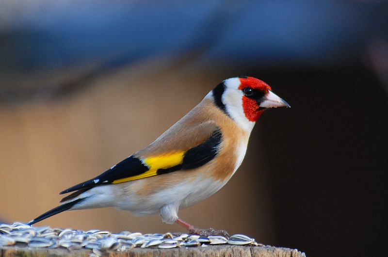 ملف:Goldfinch.tif