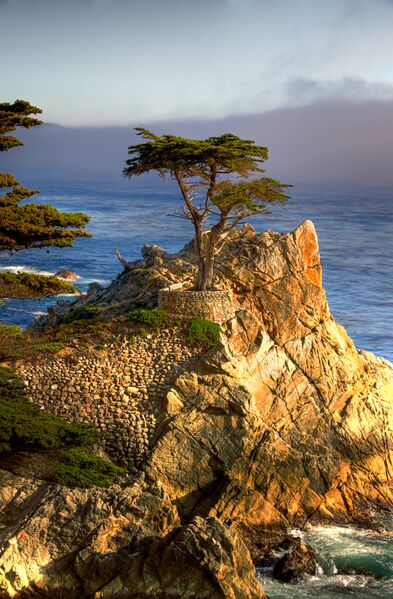 ملف:Lone Cypress.jpg