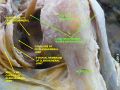 Long head tendon of Biceps brachii muscle
