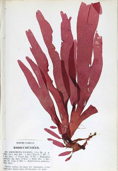 ملف:Palmaria palmata 1 Crouan.jpg