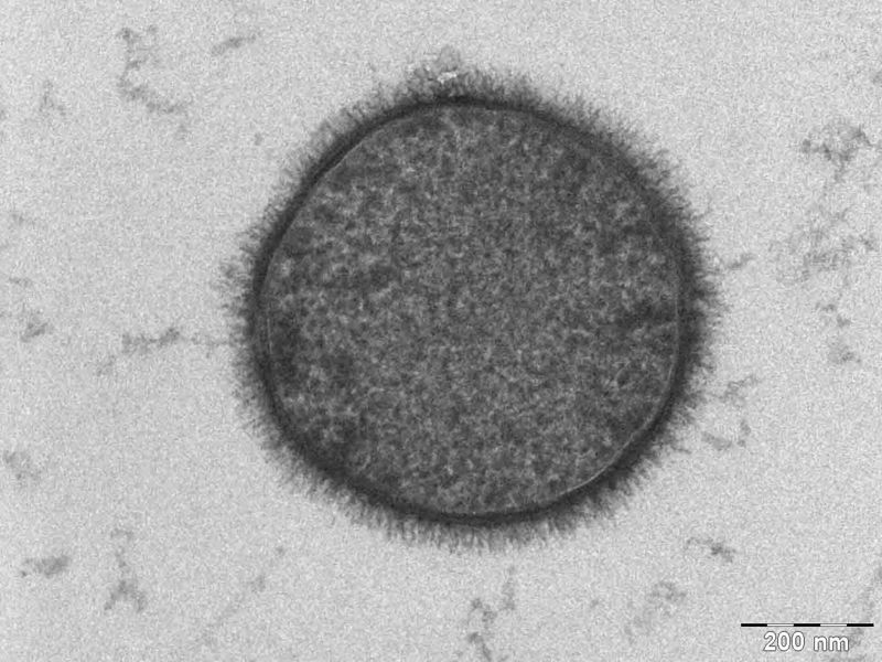 ملف:Bacillus subtilis.jpg