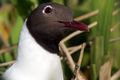 Adult breeding plumage, head detail