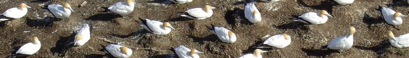 ملف:Muriwai banner gannets.JPG