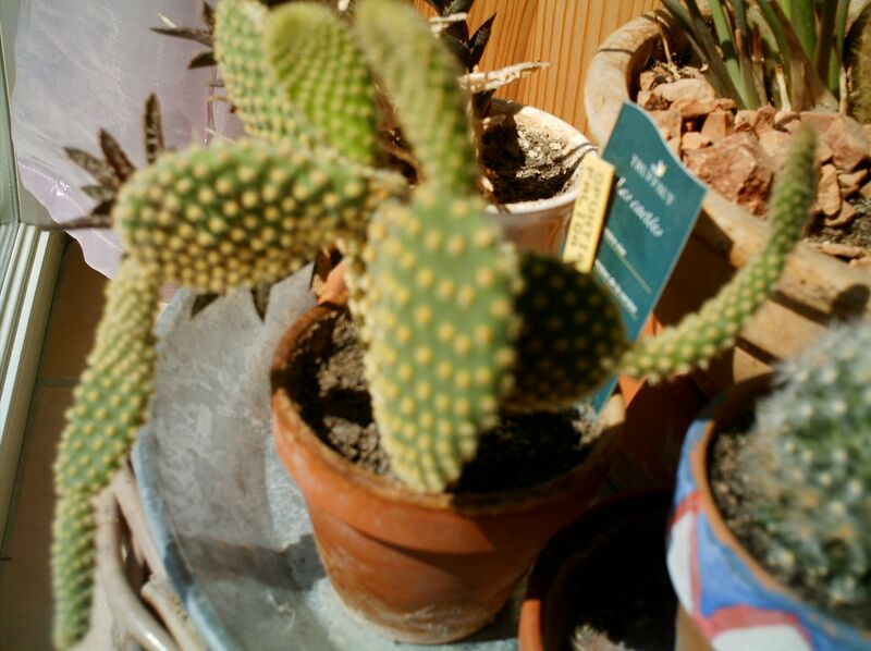 ملف:Opuntia microdasys in pot.jpg