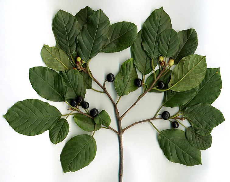 ملف:Rhamnus frangula.jpg