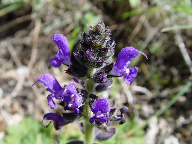ملف:Salvia verbenaca b.JPG