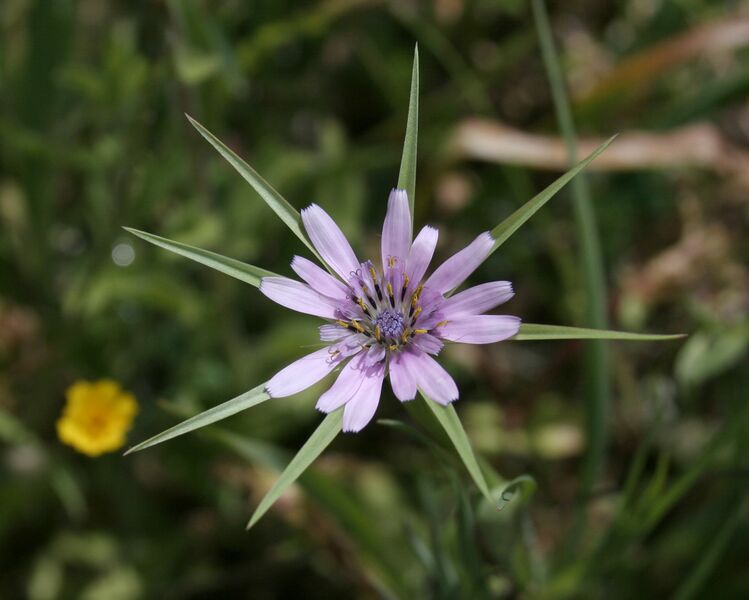ملف:Tragopogon hybridus.jpg
