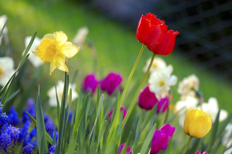ملف:Colorful spring garden.jpg