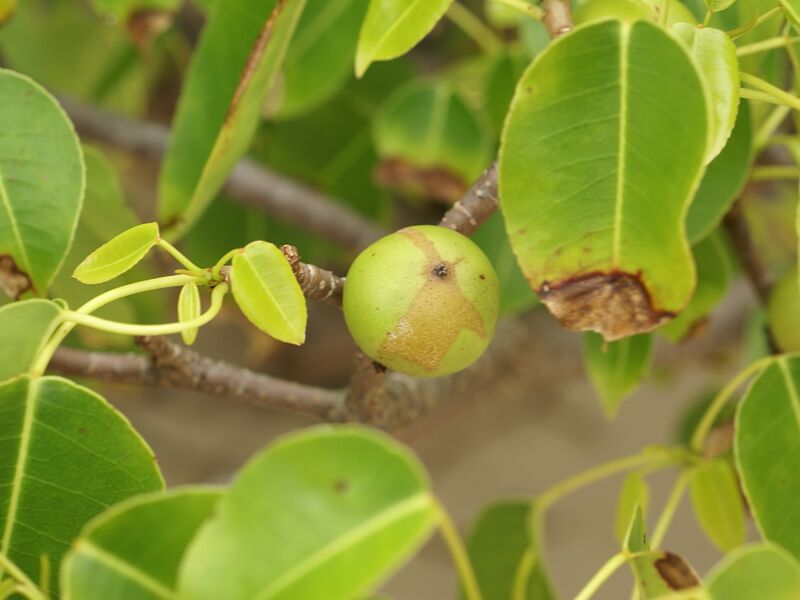 ملف:Hippomane mancinella (fruit).jpg