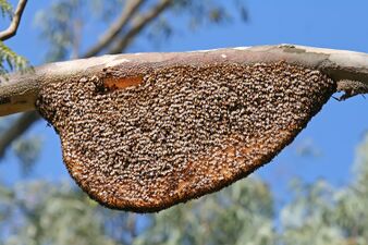 A colony of giant honey bees (A. dorsata) on their comb