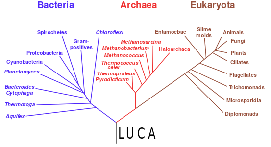 Phylogenetic tree showing the last universal common ancestor (LUCA) at the root. The major clades are the Bacteria on one hand, and the Archaea and Eukaryota on the other.