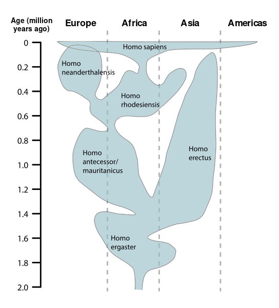 ملف:Human evolution chart-en.svg