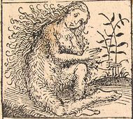 Nuremberg chronicles - Strange People - Hairy Lady (XIIv).jpg