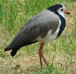 Vanellus crassirostris Hartlaub.jpg