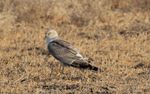 Circus macrourus roosting in little rann of kutch.JPG