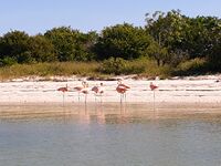 Phoenicopteriformes - Phoenicopterus ruber - 1.jpg