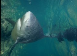 Photo of bull shark in shallow water