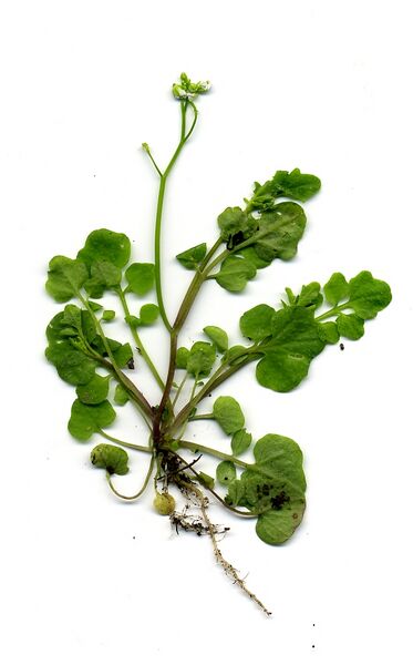 ملف:Cardamine hirsuta.jpg