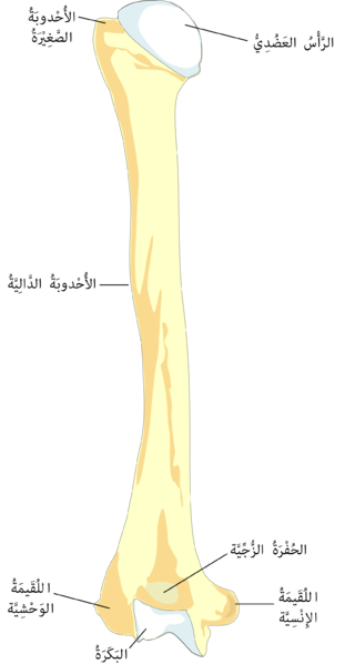 ملف:HumerusBack-ar.png