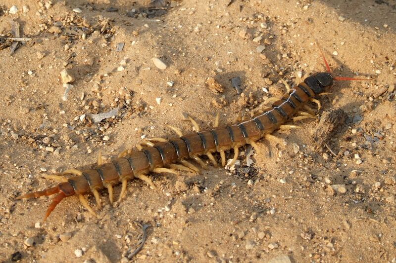 ملف:Scolopendra cingulata - D7-08-2259.JPG