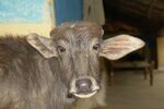 Water buffalo calf, India.jpg