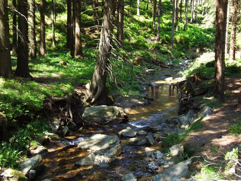 ملف:Černá Opava (Schwarze Oppa).JPG