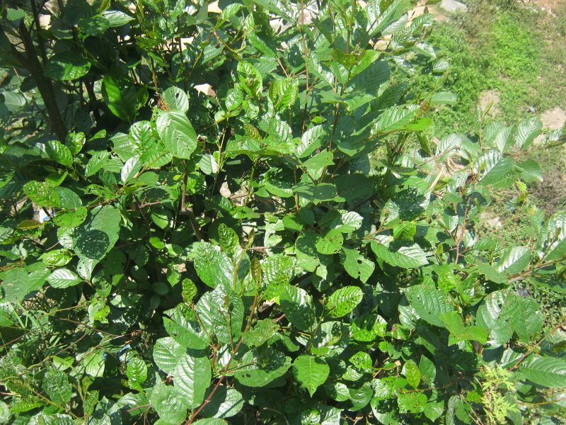 ملف:Alnus nepalensis.JPG