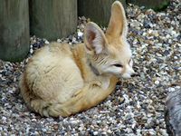 Fennec Fox @ Africa Alive, Lowestoft.jpg