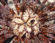Tegmen of a Lamprometra palmata. The mouth is located at the center of the 5 feeding grooves, and the anus at the top of the column.