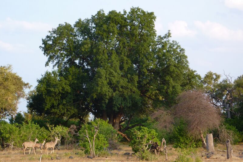 ملف:Mashatu Tree.JPG