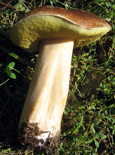 ملف:Boletus aestivalis.jpg