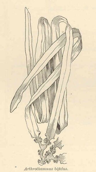 ملف:FMIB 41731 Arthropthamnus bifidus.jpeg