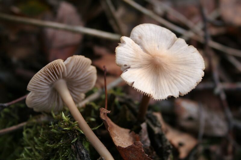 ملف:Mycena galericulata 051106w.jpg