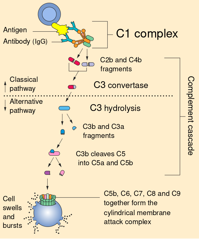 ملف:Complement pathway.svg - المعرفة