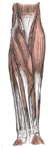 Superficial muscles of the forearm