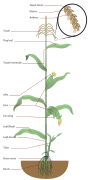 Maize plant diagram