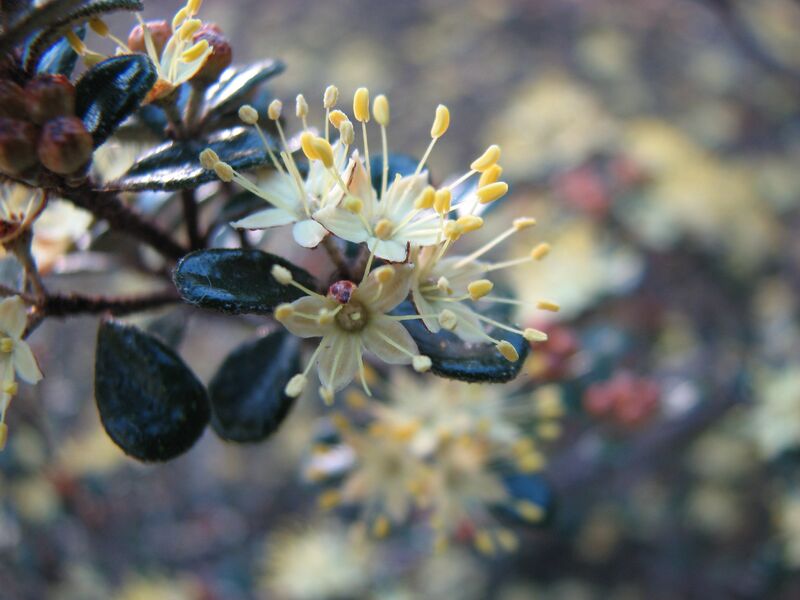 ملف:Phebalium squamulosum subsp. ozothamnoides.jpg