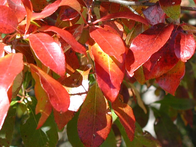 ملف:Tupelo, autumn foliage closeup.JPG