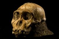 This skull is part of the holotype for Australopithecus sediba