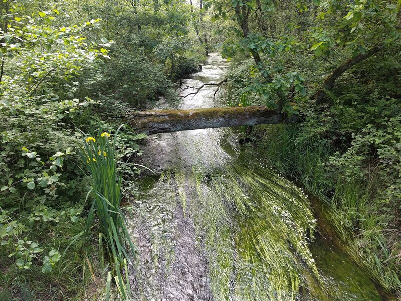 ملف:Rothenbach Sturzelbronn 2018-05-19.jpg