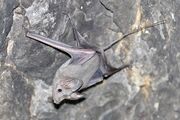 Gray bat