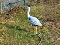 Heron in Zagreb Zoological Garden, Croatia