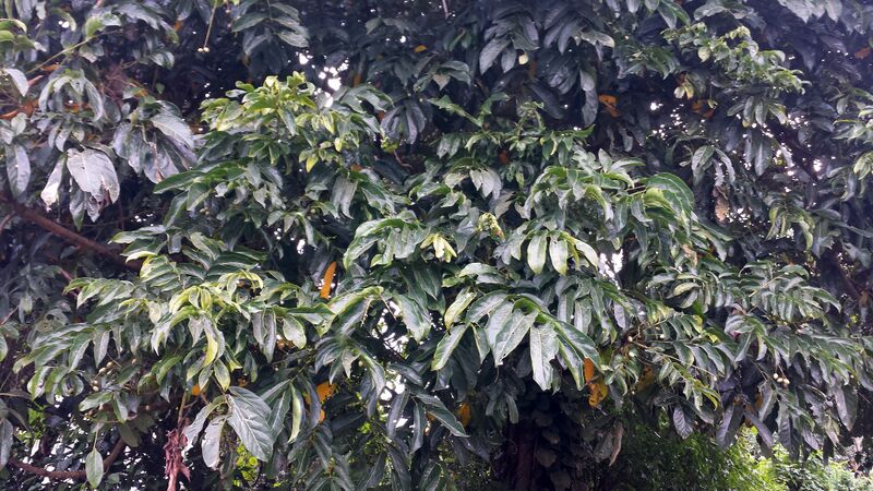 ملف:C. schweinfurthii.jpg